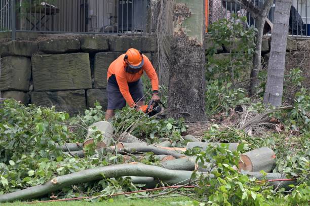 Chickamauga, GA  Tree Services Company