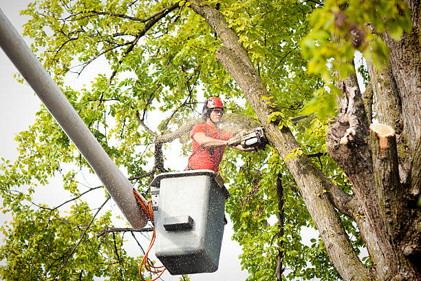 How Our Tree Care Process Works  in  Chickamauga, GA