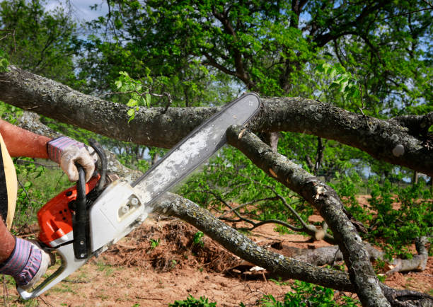 Best Lawn Grading and Leveling  in Chickamau, GA